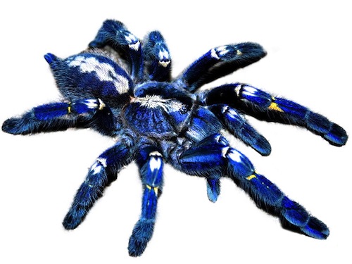 Gooty Sapphire Tarantula For Sale, Gooty Sapphire Tarantula For Sale Cheap, Gooty Sapphire Tarantula For Sale Europe, Gooty Sapphire Tarantula For Sale Uk, Gooty Sapphire Tarantula For Sale Canada, Baby Gooty Sapphire Tarantula For Sale